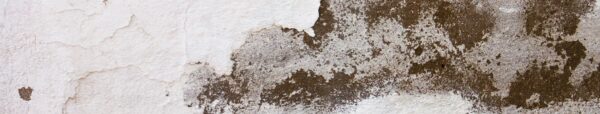 Services | NY Mold Remediation & Water Damage Restoration