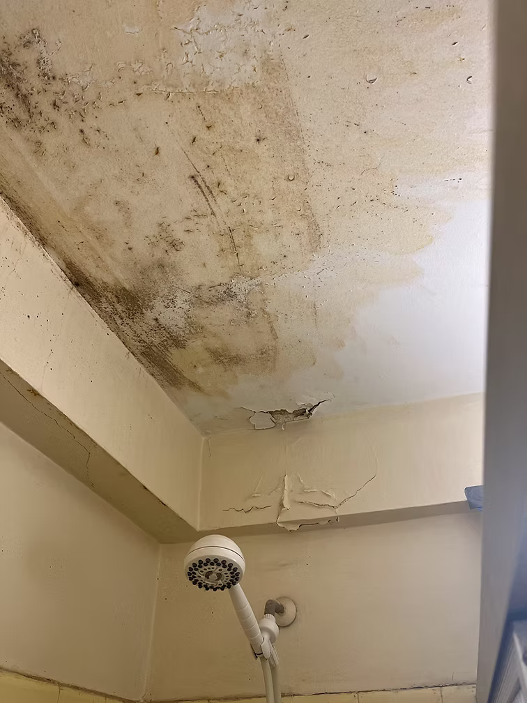 Mold Resources | NY Mold Remediation & Water Damage Restoration