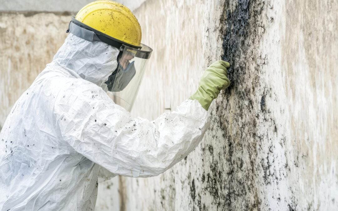 Understanding the Importance of Professional Mold Removal | NYC Mold Remediation & Water Damage Restoration
