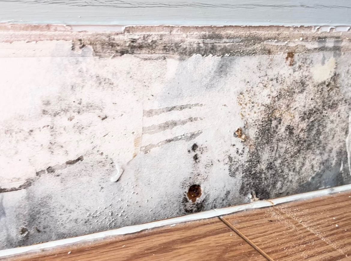 How Mold Inspections Work in NYC (And When You Actually Need One) | NYC Mold Remediation & Water Damage Restoration