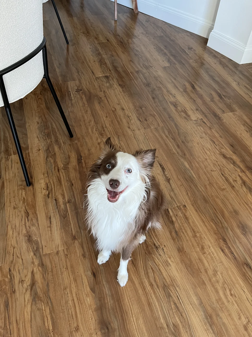 A happy brown and white dog sitting on a wooden floor at home